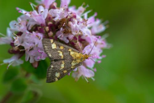 Réf. 201 233 : Pyrausta purpuralis